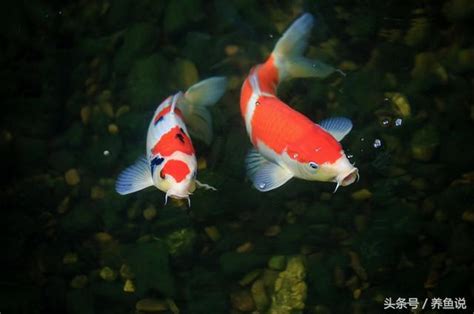 好養觀賞魚 斐名字意思